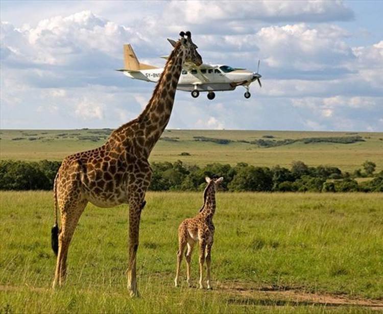 Giraffe Airplane Perfect Timing