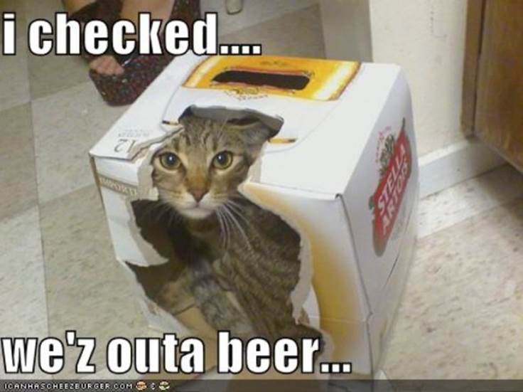 http://www.bannedinhollywood.com/wp-content/uploads/2010/08/funny-pictures-cat-informs-you-that-you-are-out-of-beer_drunk_animals_drinking_beer_dogs_cats-588x441.jpg