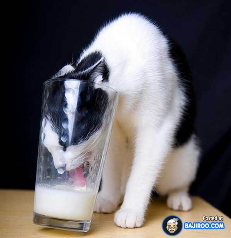 http://www.bajiroo.com/wp-content/uploads/2013/03/My_funny_cat_drinking_milk_images-animal-pictures-photos-7.jpg