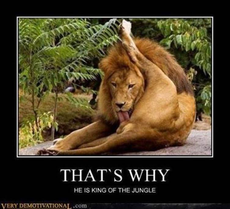 http://www.dumpaday.com/wp-content/uploads/2012/10/king-of-the-jungle-funny-animals.jpg