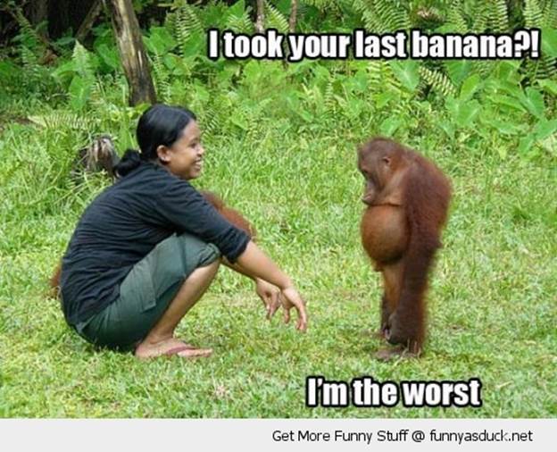 http://funnyasduck.net/wp-content/uploads/2012/11/funny-sad-monkey-orangutan-banana-worst-pics.jpg