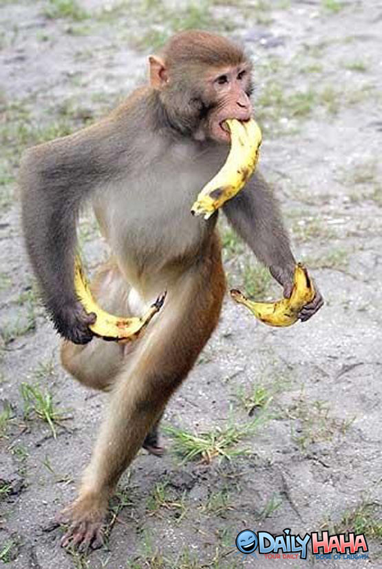http://2.bp.blogspot.com/-pSU6BscHPnI/TrHXsaoFOrI/AAAAAAAAAsA/LCkoEEjuLIQ/s1600/monkey_banana_crazy.jpg