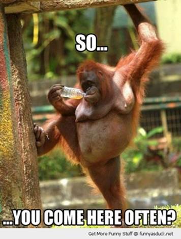 http://www.littlebitgood.co.nz/system/images/W1siZiIsIjIwMTMvMDUvMDIvMTVfMjBfNDBfMjc1X2Z1bm55X29yYW5ndXRhbl9tb25rZXlfY29tZV9oZXJlX29mdGVuX3BpY3MuanBnIl0sWyJwIiwidGh1bWIiLCIzNzV4Mzc1Il1d/funny-orangutan-monkey-come-here-often-pics.jpg