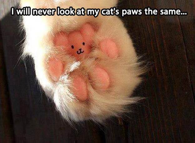 http://jokideo.com/wp-content/uploads/2013/07/I-will-never-look-at-my-cats-paws-the-same.jpg