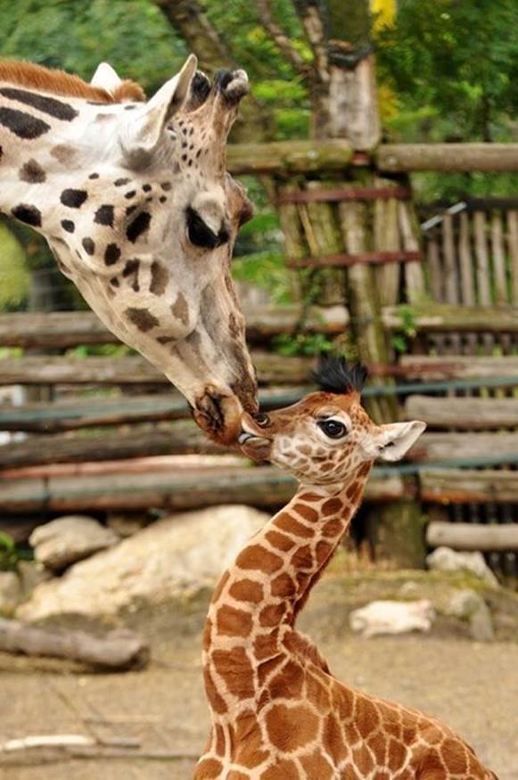 Giraffe Kisses! 