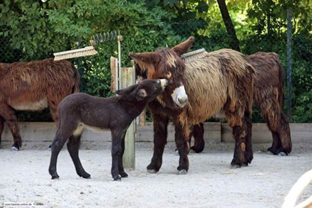 Poitou Donkeys Kisses