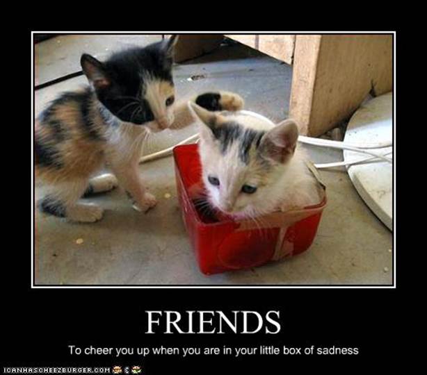 http://images.wikia.com/adventuretimewithfinnandjake/images/0/08/Funny-pictures-kitten-has-friends.jpg