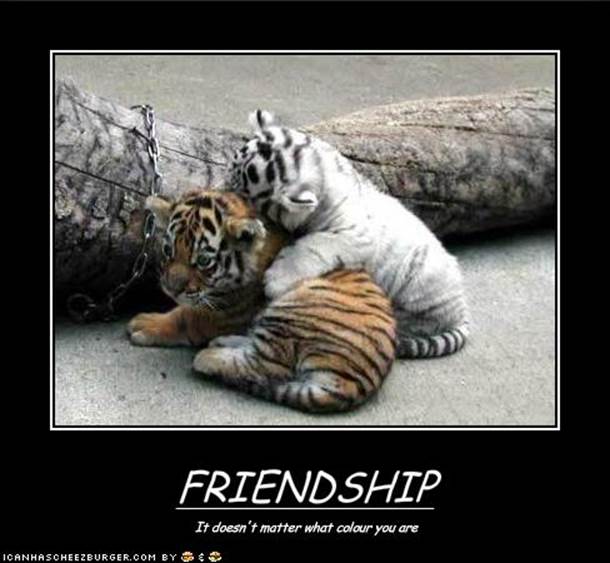 http://www.funnyquotesandsaying.com/Pictures/Funny%20Pictures/Funny_Pictures_funny_friendship_pictures.jpg