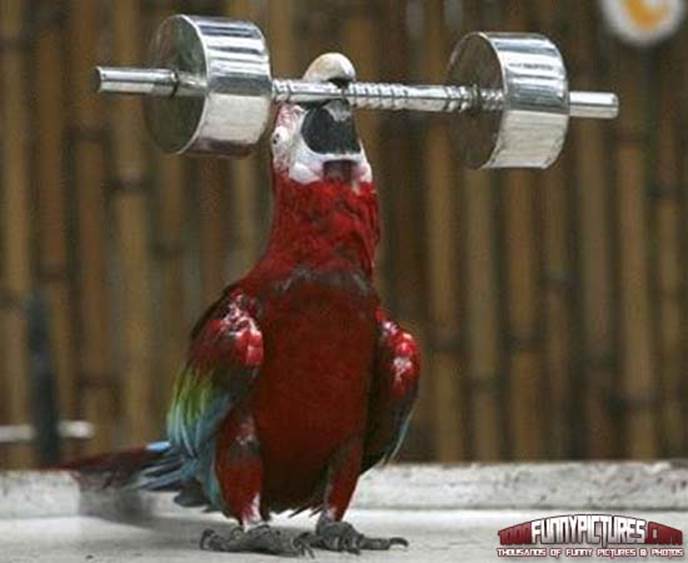 http://1000funnypictures.com/wp-content/uploads/Strong-Parrot-Funny-Animals.jpg