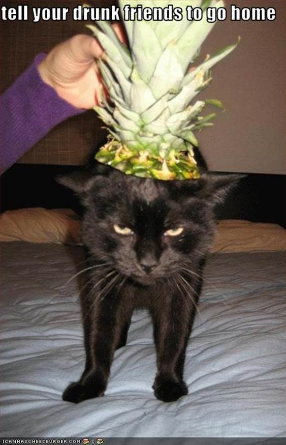 http://www.hilarioustime.com/images/04/Cat-suggest-your-drunk-friends-to-go-home.jpg