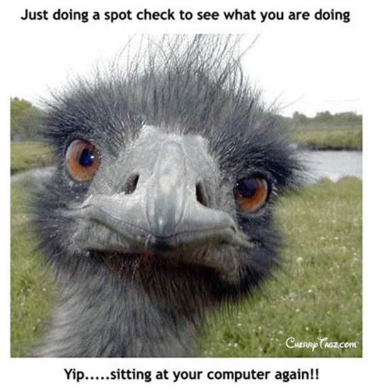 http://nellstyz.co.za/wp-content/uploads/2013/06/funny-birds-pictures-wallpapers-1.jpg
