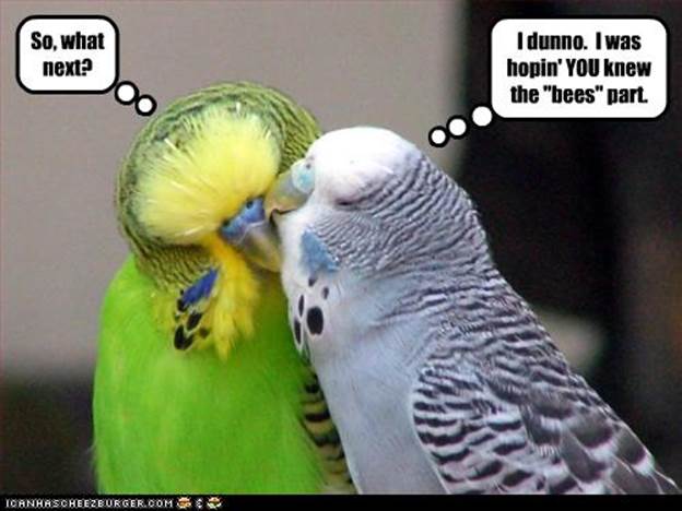 http://1.bp.blogspot.com/-tomD9y3IgsE/UOmeNh-LI6I/AAAAAAAAAJw/OG5U_9-gpQs/s1600/funny-pictures-birds-kiss.jpg