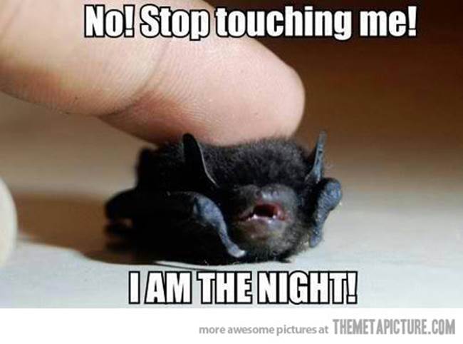http://themetapicture.com/media/funny-bat-cute-baby.jpg