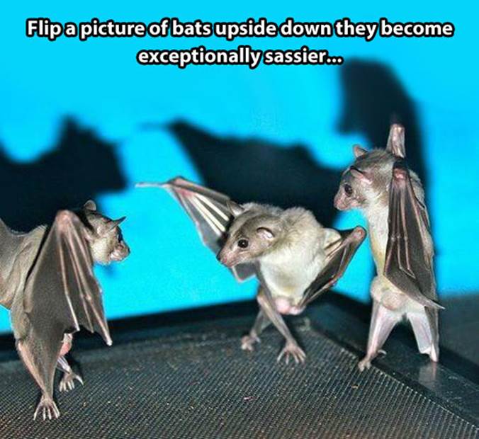 http://themetapicture.com/media/funny-bats-upside-down-dancing.jpg