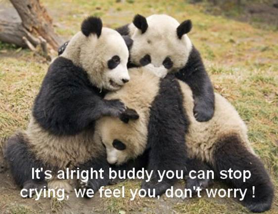 http://funny-pics.co/wp-content/uploads/funny-pandas-group.jpg