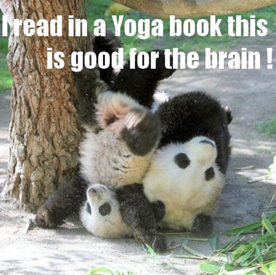 http://funny-pics.co/wp-content/uploads/funny-pandas-playing-09.jpg