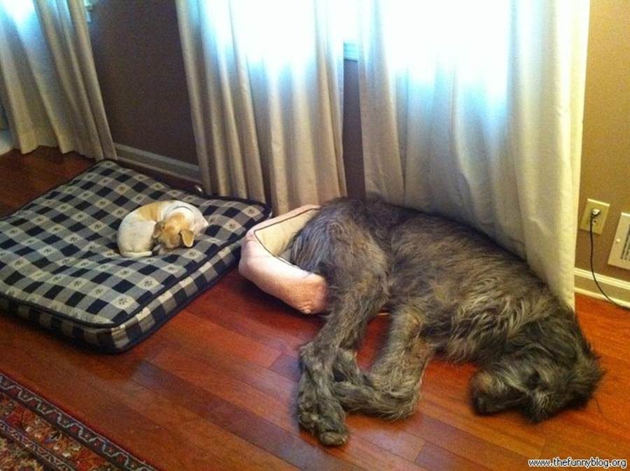 http://www.thefunnyblog.org/wp-content/uploads/2011/04/funny-dogs-sleep-sleep-big-small-size-fail.jpeg