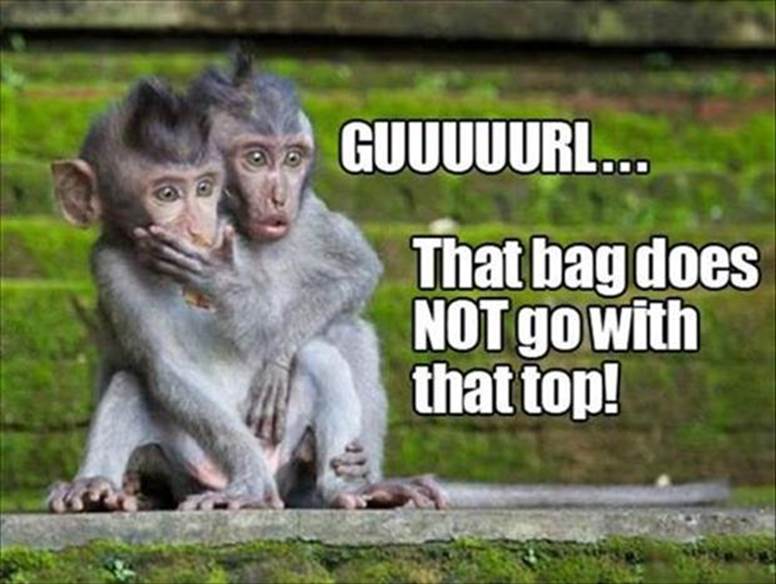 http://www.dumpaday.com/wp-content/uploads/2013/03/funny-monkeys1.jpg