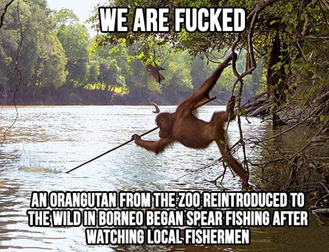 http://themetapicture.com/media/funny-orangutan-jungle-spear-fishing.jpg