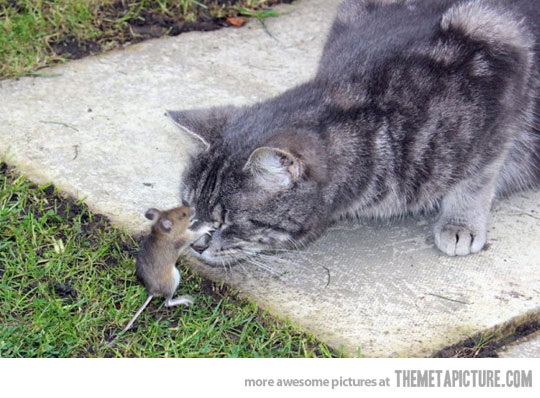 http://cdn.themetapicture.com/media/funny-mouse-kissing-cat.jpg