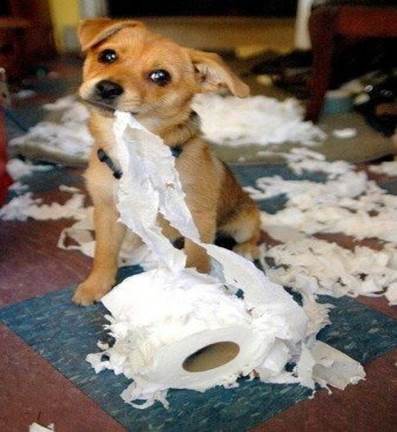 http://freejokesfunny.com/upload/3600-14248/puppy-and-toilet-paper.jpg