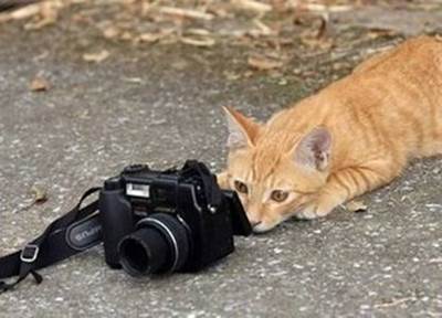 http://2.bp.blogspot.com/_BaxMlnoKZyY/SVR0iQ3a7GI/AAAAAAAABCA/g5GDyBrlm8M/s400/cat-photographer-funny-animals.jpg