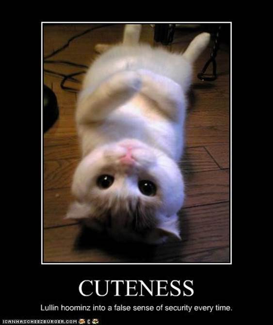 http://www.documentingreality.com/forum/attachments/f3/114942d1261885237-cuteness-funny-pictures-cat-very-cute.jpg