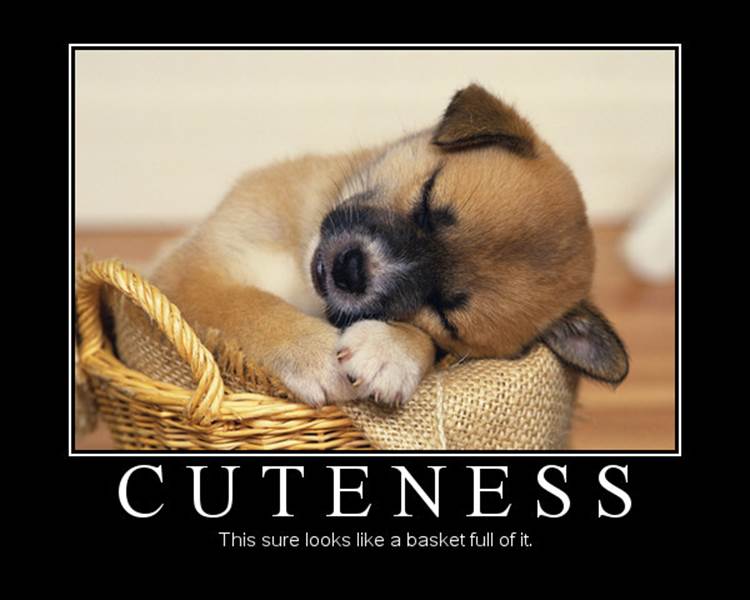 http://de-motivational-posters.com/images/cuteness-this-sure-looks-like-a-basket-full-of-it.jpg