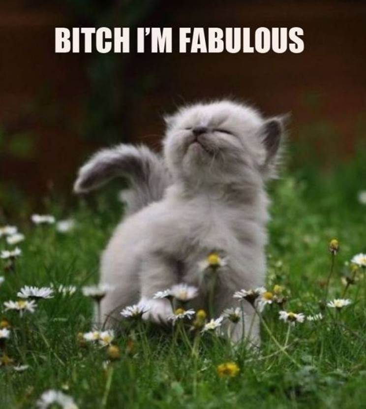 http://funny-pictures-blog.com/wp-content/uploads/2012/05/Funny-Pictures-Bitch-Im-fabulous.jpg