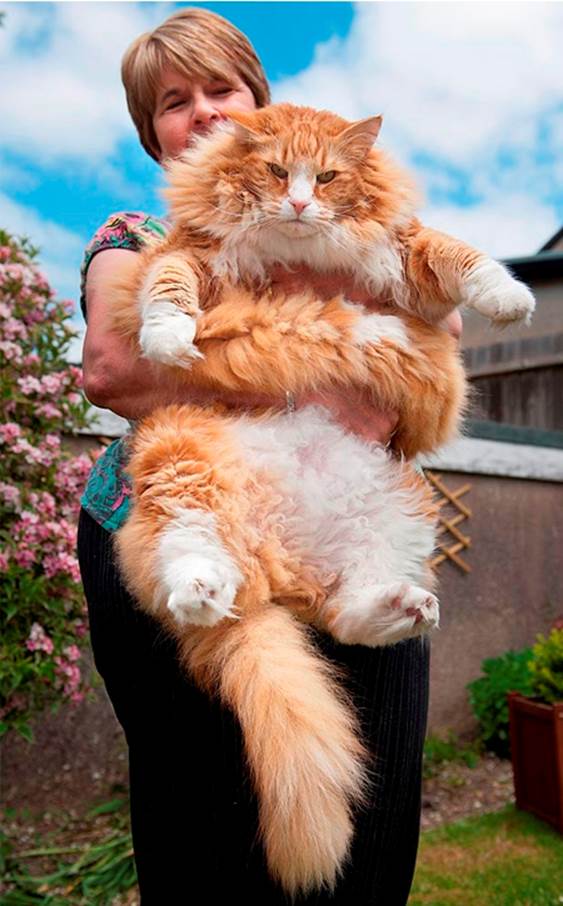 Ulric: A 30-Pound Cat (UK)