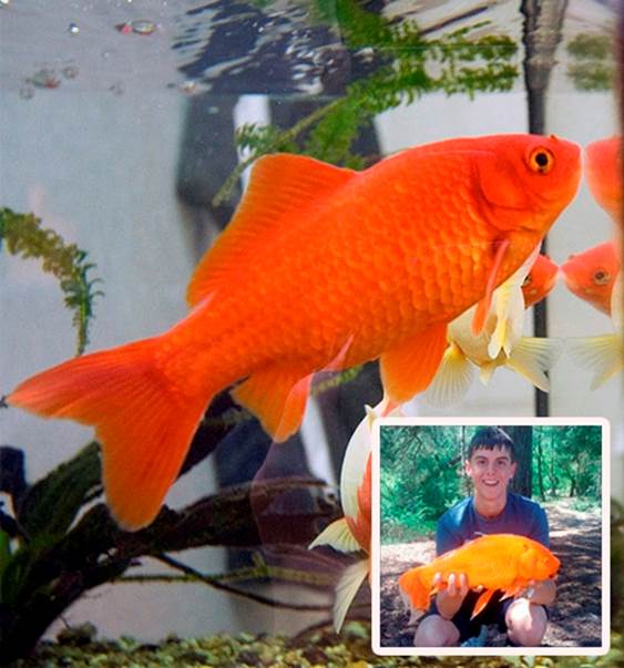 Goldie: A 15-Inch-Long Goldfish (UK)