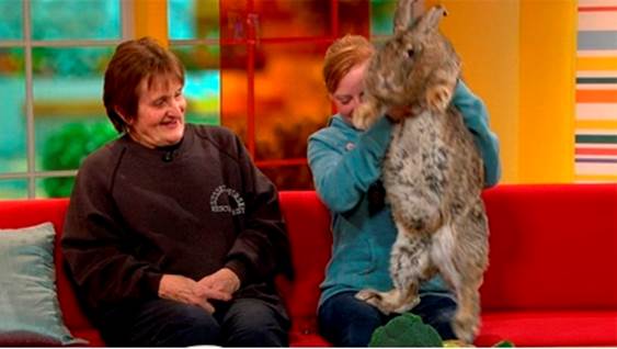 Ralph: A 55-Pound Rabbit (UK)