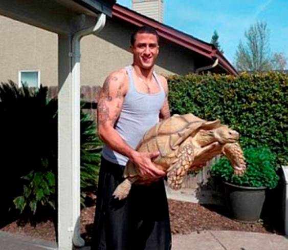 Sammy: A 115-Pound Tortoise (San Francisco)