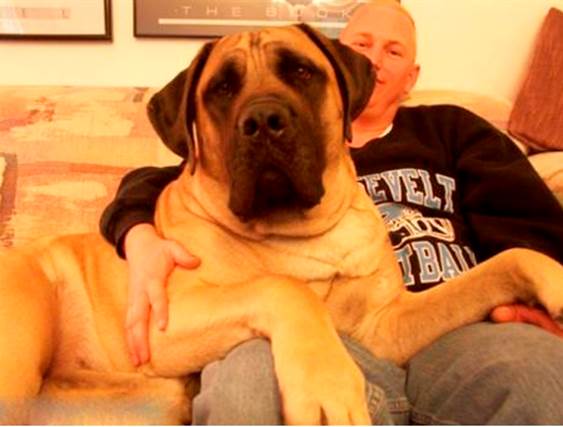 Zorba: A 343-Pound English Mastiff (London)