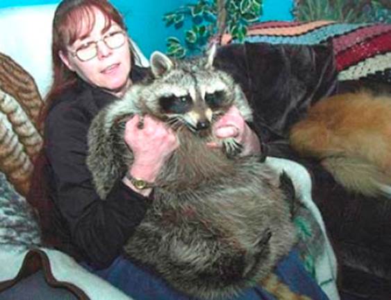 Bandit: A 75-Pound Raccoon (Pennsylvania)