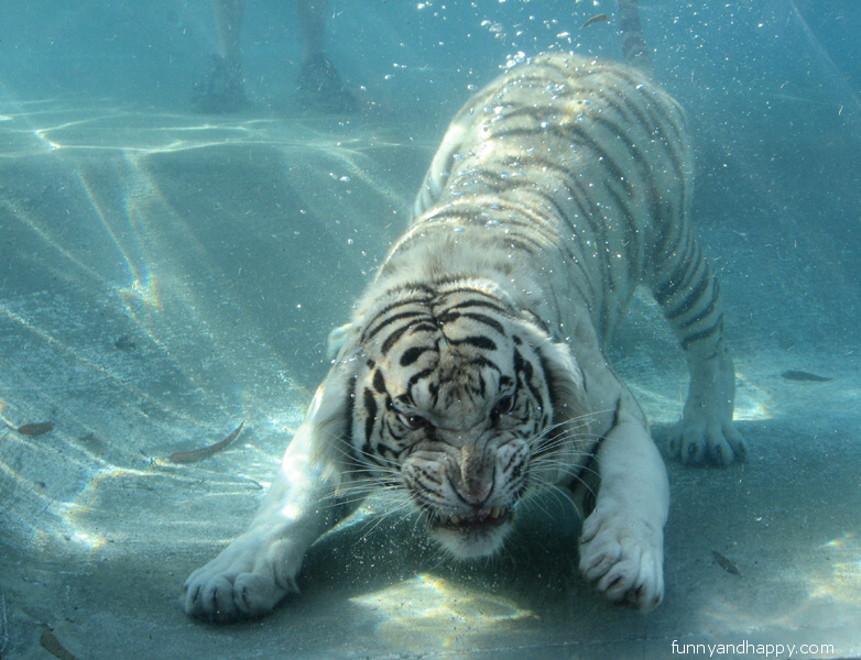 http://www.funnyandhappy.com/wp-content/uploads/2013/02/Beautiful-photo-tiger-under-water.jpg