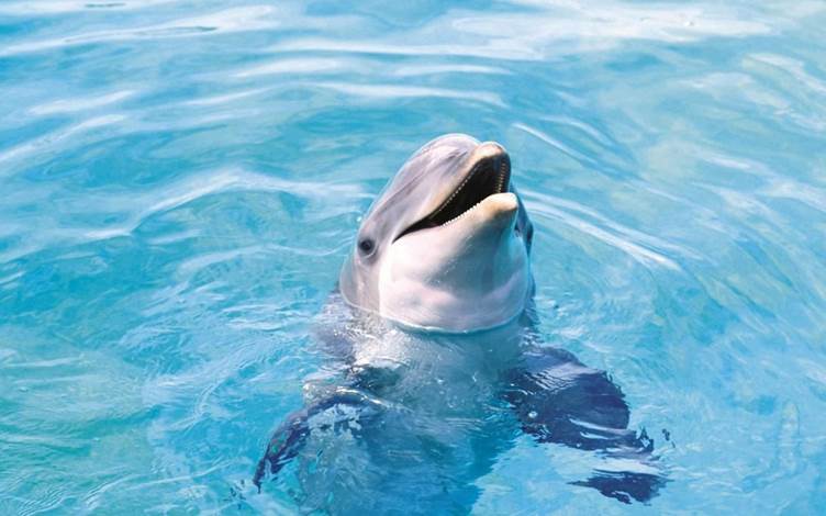 http://www.wallng.com/images/2013/07/water-ocean-animals-dolphins-sea-new-hd-moccom-wallpixy.jpg