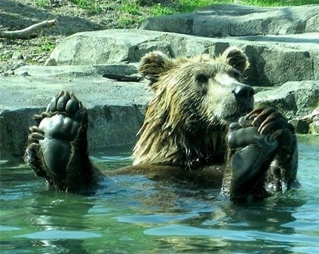 http://data.whicdn.com/images/15735812/animal,bear,water,cute,animals,funny-fcb7c6bfc693ec7cb07fea9a97f9a0b5_h_large.jpg