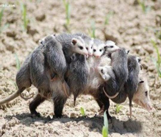 http://funny-pics-fun.com/wp-content/uploads/Funny-Animals-Carrying-Their-Babies-Mother-Love-10-320x240.jpg