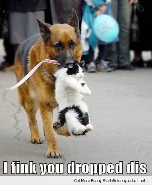 http://funnyasduck.net/wp-content/uploads/2012/12/funny-dog-carrying-cat-mouth-street-think-you-dropped-this-pics.jpg