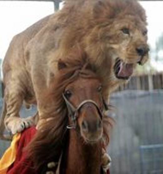 http://img1.rnkr-static.com/list_img/10084/490084/C190/the-25-greatest-images-of-animals-riding-other-animals.jpg