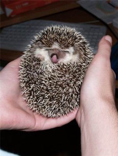 http://www.funnyphotos.net.au/images/holding-a-hedgehog-in-a-ball.jpg
