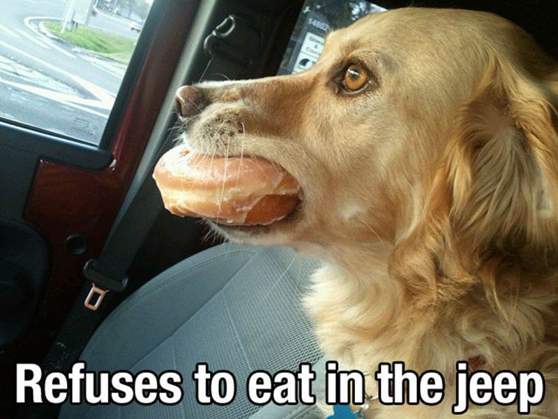 Dog with Manners Animal Memes – Funny Animal Photo Gallery