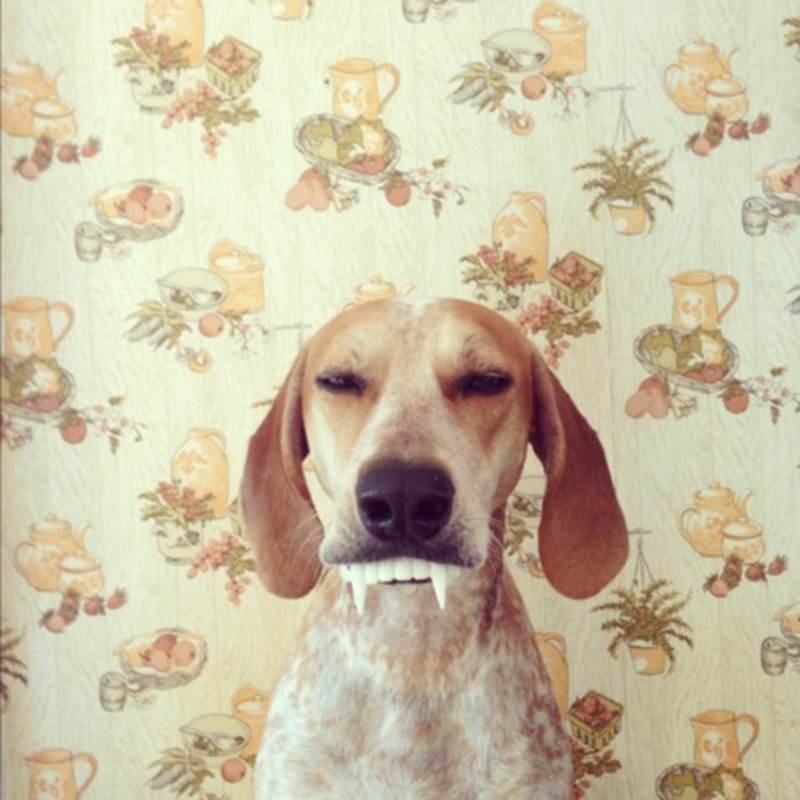 Vampire Dog Animal Memes – Funny Animal Photo Gallery