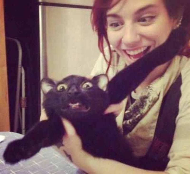 Terrified Cat Animal Memes – Funny Animal Photo Gallery