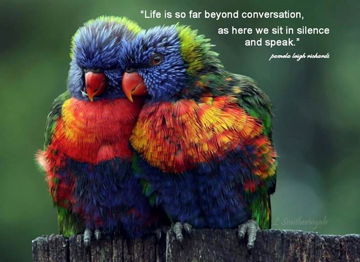 http://flywithmeproductions.com/blog/wp-content/uploads/2012/07/Parrot-colorful-pamela-quote.jpg