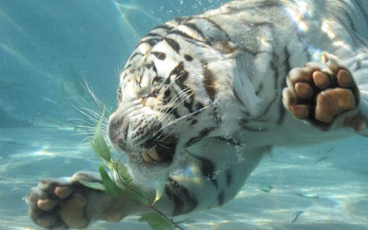 http://www.zastavki.com/pictures/1920x1200/2011/Animals_Beasts_Tiger_under_water_029946_.jpg