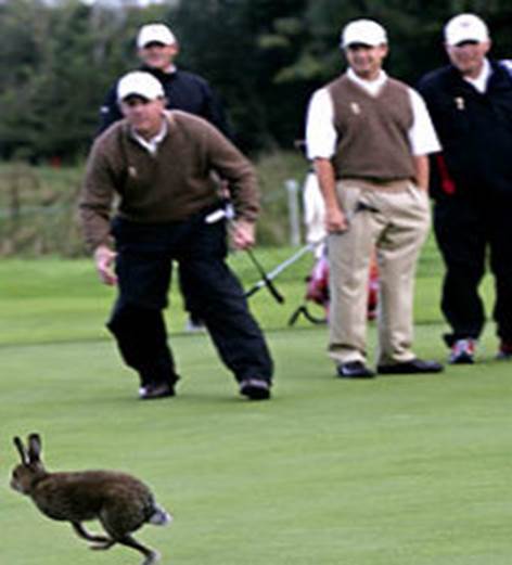 http://www.guy-sports.com/fun_pictures/golf_hare.jpg