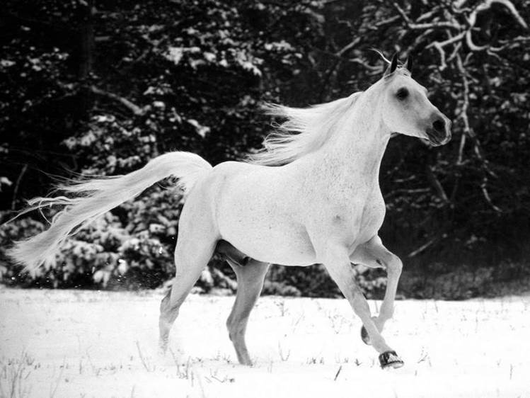white horse Albino and Rare White Animals   Animal Photo Gallery