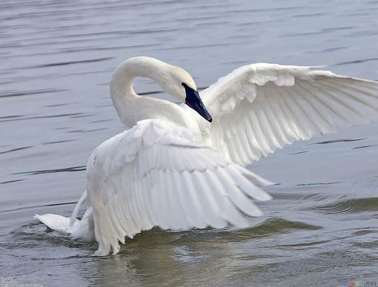 white swan Albino and Rare White Animals   Animal Photo Gallery
